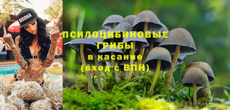 Галлюциногенные грибы Magic Shrooms  сколько стоит  Власиха 